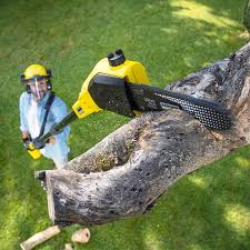 Trusted Ignacio, CO Tree Services Experts