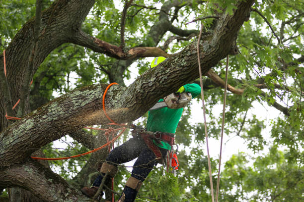 How Our Tree Care Process Works  in  Ignacio, CO